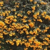 Berberis darwinii Plant - Nana