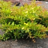 Berberis media Plant - Dual Jewel