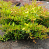 Berberis media Plant - Dual Jewel