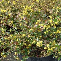 Berberis media Plant - Red Jewel