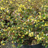 Berberis media Plant - Red Jewel