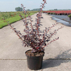 Berberis ott. Plant - Auricoma
