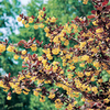 Berberis ottawensis Plant - Superba