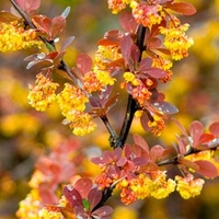Berberis ottawensis Plant - Superba