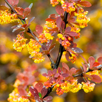 Berberis ottawensis Plant - Superba