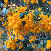 Berberis Plant - Darwinii