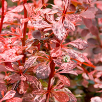Berberis Plant - Harlequin