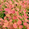 Berberis Plant - Orange Sunrise
