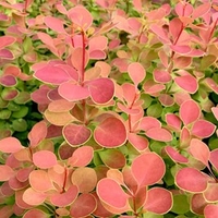 Berberis Plant - Orange Sunrise