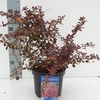 Berberis Plant - Rose Glow