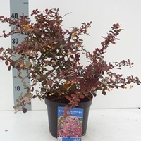 Berberis Plant - Rose Glow