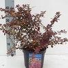 Berberis Plant - Rose Glow
