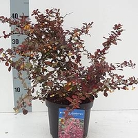 Berberis Plant - Rose Glow