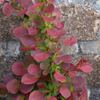 Berberis Plant - Thunbergii Atropurpurea