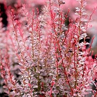 Berberis thun. Plant - Rosy Rocket®