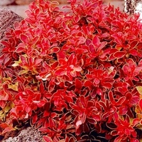 Berberis thunb. Admiration ®