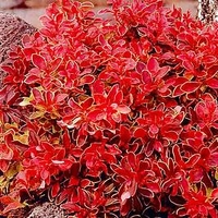 Berberis thunb. 