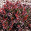Berberis thunb. 