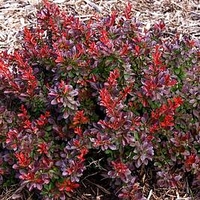 Berberis thunb. 