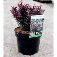 Berberis thunb. 