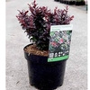 Berberis thunb. 