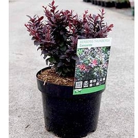 Berberis thunb. 
