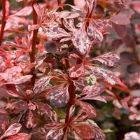 Berberis thunb. Harlequin