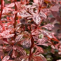 Berberis thunb. Harlequin