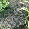 Berberis thunb. Plant - Dart