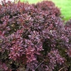 Berberis thunb. Plant - Dart