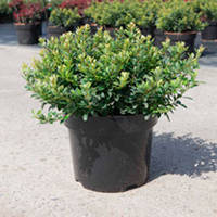 Berberis thunb. Plant - Kobold