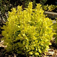 Berberis thunb. Plant - Maria®