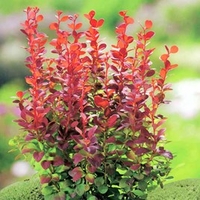Berberis thunb. Plant - Orange Rocket®