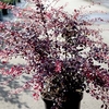 Berberis thunb. 