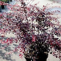 Berberis thunb. 
