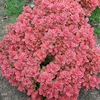 Berberis thunb. Ruby Star
