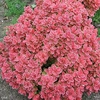 Berberis thunb. Ruby Star