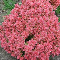 Berberis thunb. Ruby Star