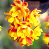 Berberis thunbergii Plant - Atropurpurea