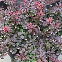 Berberis thunbergii Plant - Atropurpurea Nana