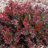 Berberis thunbergii Plant - Cabernet® First Editions®