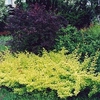 Berberis Thunbergii Plant - Golden Carpet®