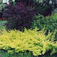 Berberis Thunbergii Plant - Golden Carpet®