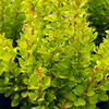 Berberis thunbergii Plant - Golden Rocket