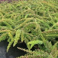 Berberis thunbergii Plant - Green Carpet