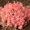 Berberis thunbergii Plant - Inspiration