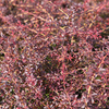 Berberis thunbergii Plant - Orange Dream