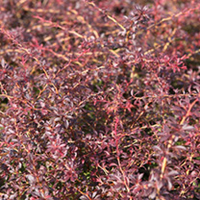 Berberis thunbergii Plant - Orange Dream