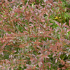 Berberis thunbergii Plant - Red Dream