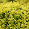 Berberis thunbergii Plant - Tiny Gold